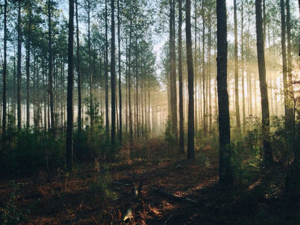 Guide-to-Forestry-Mulching-From-BDH-Land-Solutions