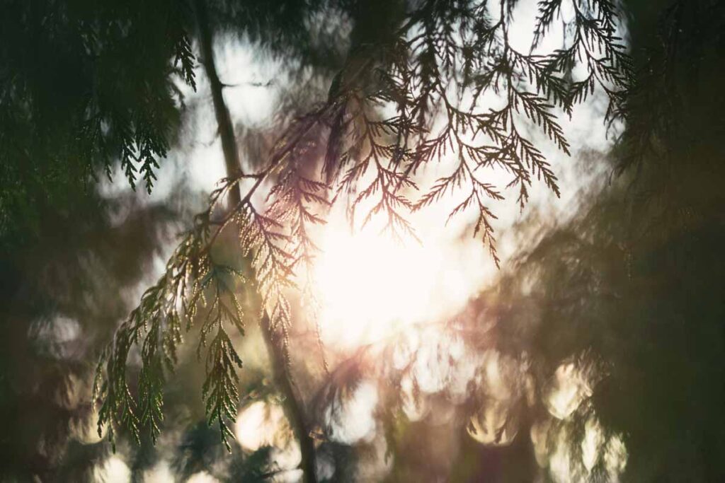 How-to-kill-cedar-trees-by-BDH