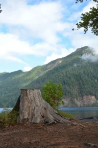 Complete Guide to Tree Stump Grinding